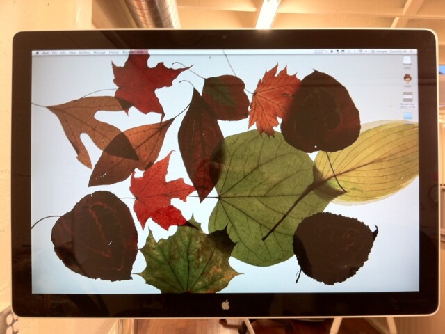 My desktop is fun leaves I collected and put on the lightbox at 5 leeland awhile ago