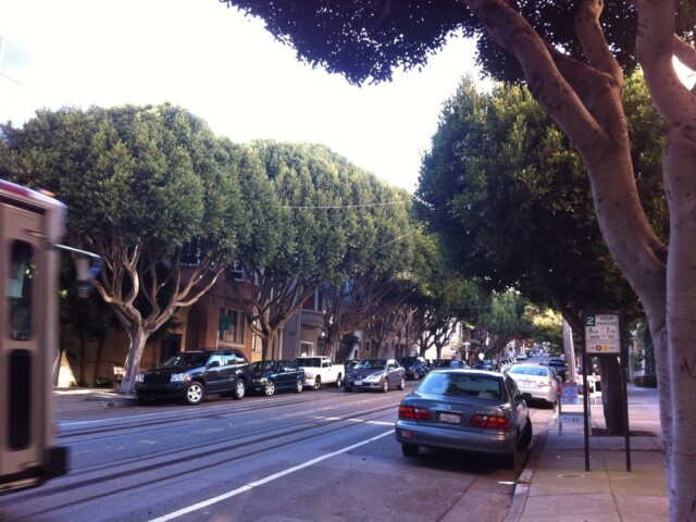 I love my tree-lined street. (Hyde)