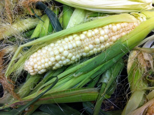 This is what corn looks like here. :(