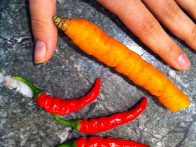 Yummy Doo carrot