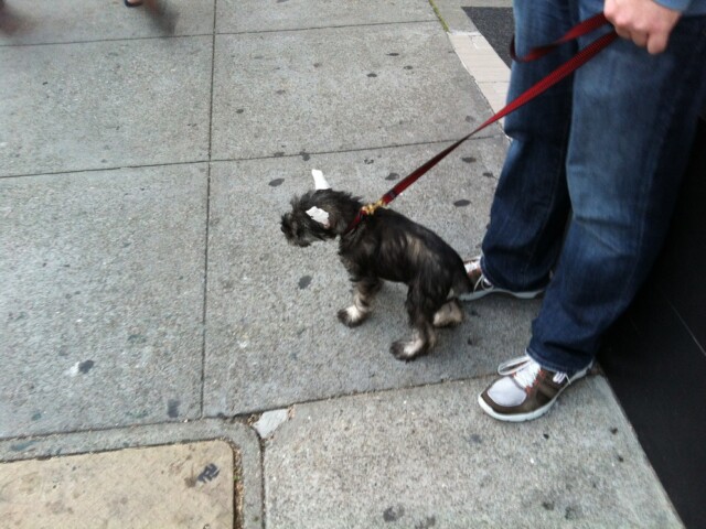 Making his ears stand up. Stranger told me it’s a breed standard?