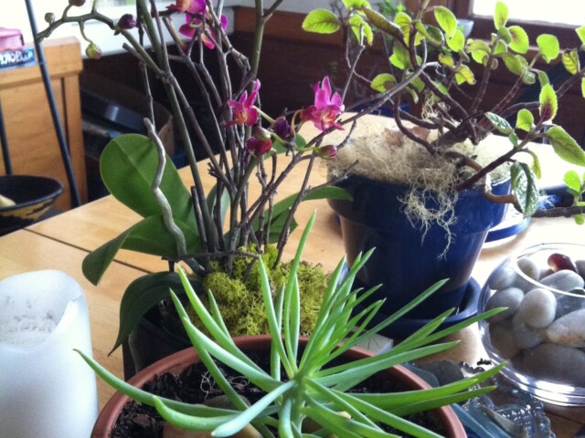 New orchid and newly happy plant that spread its wings after Doo replanted from water